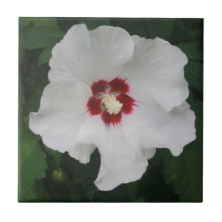 Foto do Flor Elegante White Hibiscus
