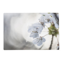 Foto do florescimento de cereja branca