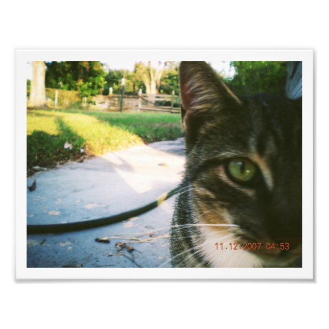 Foto do Gato Sem Nome "Skater" (Frente)