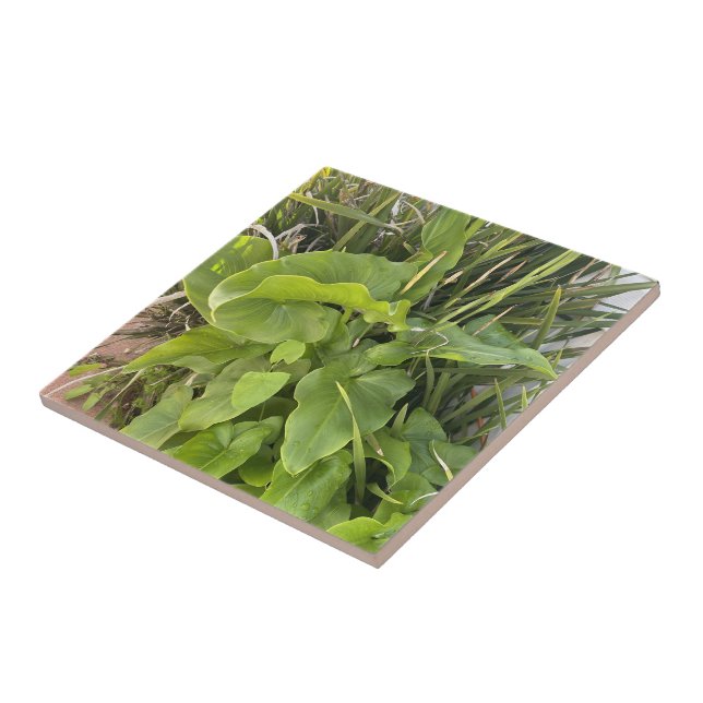 Foto do Jardim do Quintal ao ar livre (Lateral)