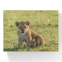 Foto Do Lion Cub Tirada Na Natureza