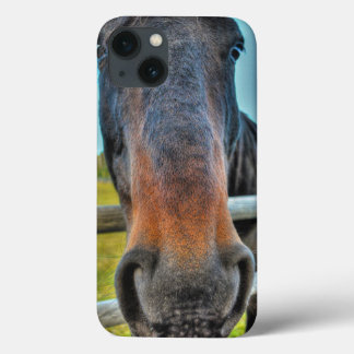 Foto do Muzzle Cavalo de Percheron Preto Criado