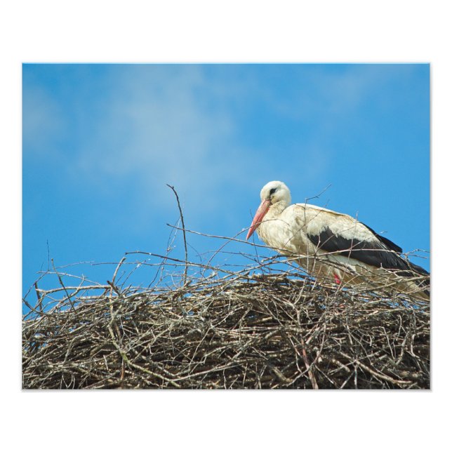 Foto do ninho de Stork (Frente)