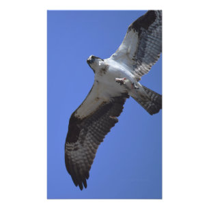 Foto do Osprey