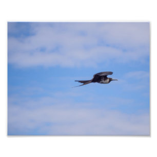 Foto do pássaro de fragata do vôo