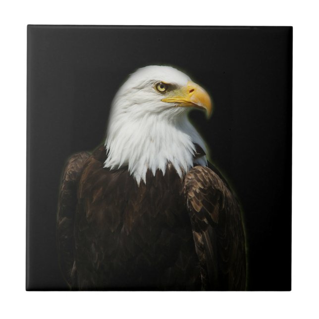 Foto do Pássaro Selvagem de Eagle, Balda Americana (Frente)