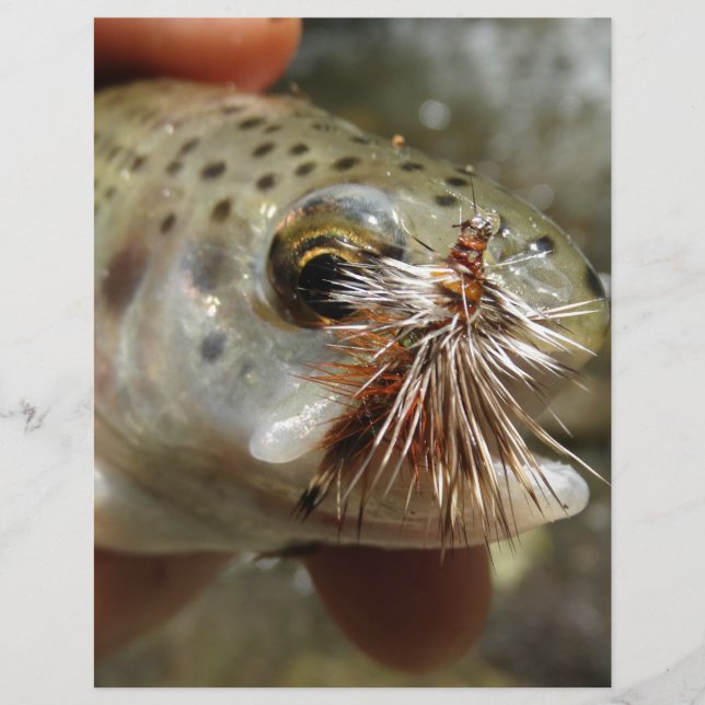 Foto do Rainbow Trout (Frente)