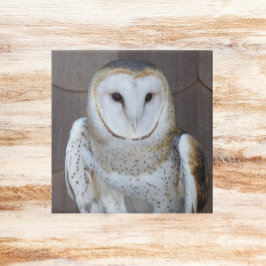 Foto do Raptor Barn Owl