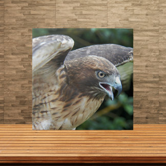 Foto do Raptor Hawk de cauda vermelha