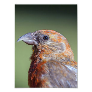 Foto do Red Crossbill
