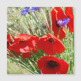 Foto do Red Poppy, Cottage Garden