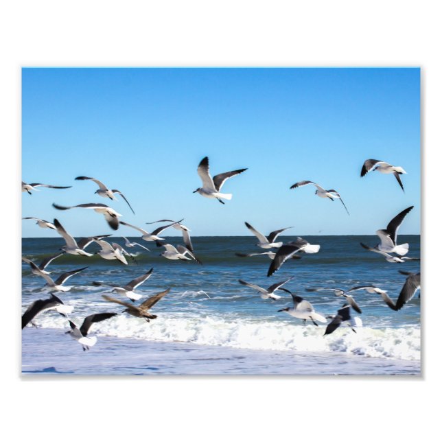 Foto do Seagulls (Frente)