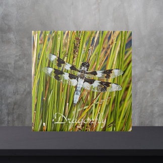 Foto do Skimmer Dragonfly