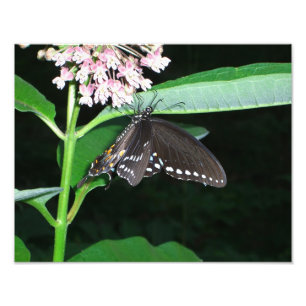 Foto do Swallowtail Negro da Borboleta Noturna