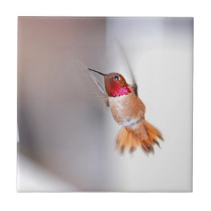 Foto do vôo do colibri