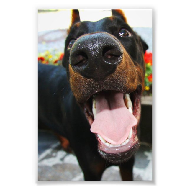 Foto Doberman Photo (Frente)