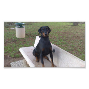 Foto doberman pincher sentado
