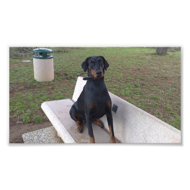 Foto doberman pincher sentado (Frente)