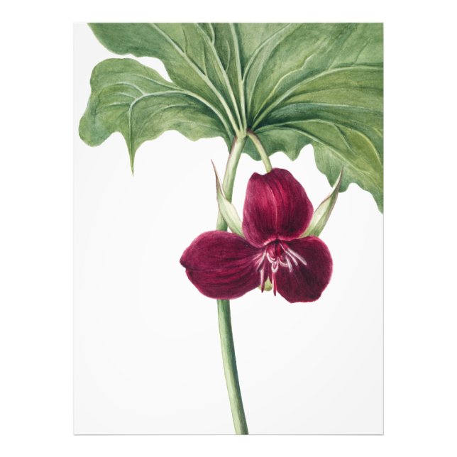 Foto Doce Trillium Botânico Impressão: Capturando a Nat (Frente)