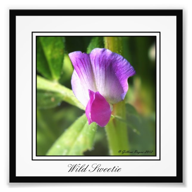 Foto Docinho selvagem (Frente)