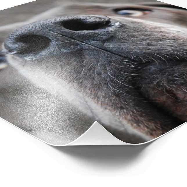 Foto Doggennase (Borda)