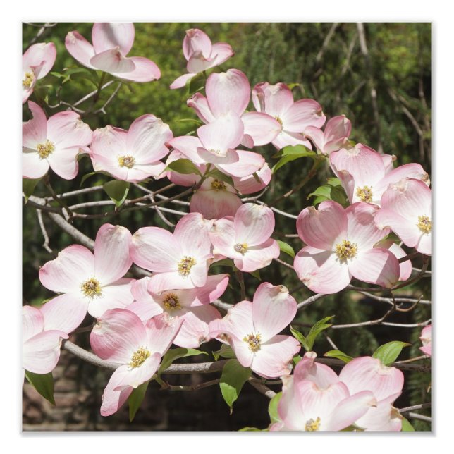 Foto Dogwood rosa de 12"x12" (Frente)