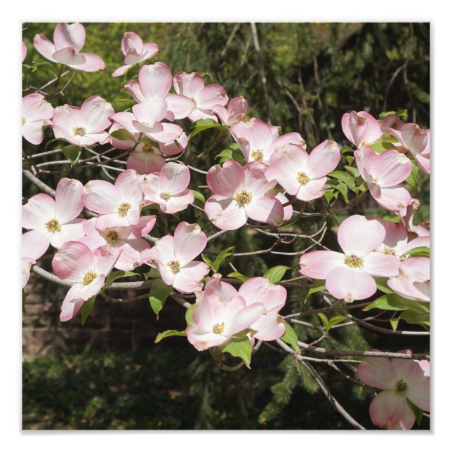 Foto Dogwood rosa de 12"x12" (Frente)