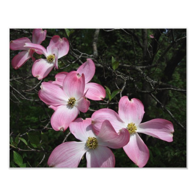 Foto Dogwood rosa de 14"x11" (Frente)