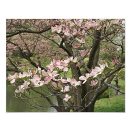 Foto Dogwood rosa de 14"x11"
