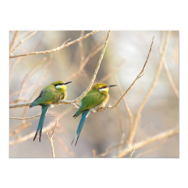 Foto Dois Bee-Comedores (Frente)