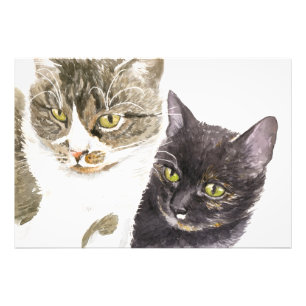 Foto Dois gatos - tabby e tortie
