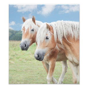 Foto dois Haflinger cavalo