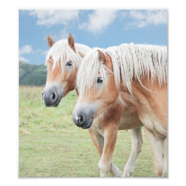Foto dois Haflinger cavalo (Frente)