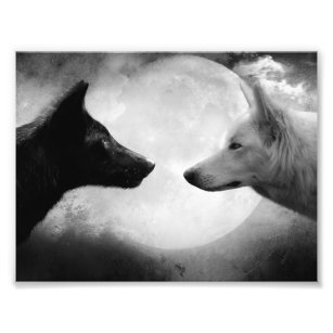 Foto Dois lobos se encarando