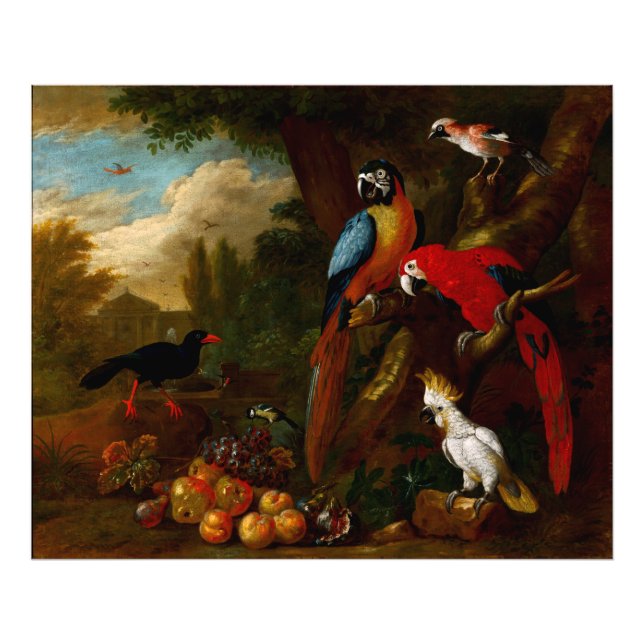 Foto Dois Macaws uma Cockatoa e um Jay com Fruta (Frente)
