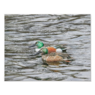 Foto Dois Patos Shoveler de Norte