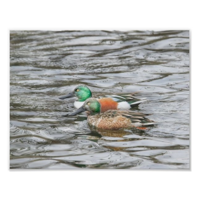 Foto Dois Patos Shoveler de Norte (Frente)