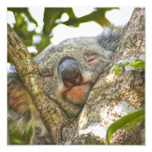 Foto Dormir no Urso Koala Fotografando o Alargamento