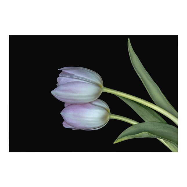 Foto Dos tulipanes (Frente)
