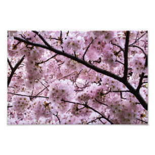 Foto Dossel cor-de-rosa da flor da flor de cerejeira