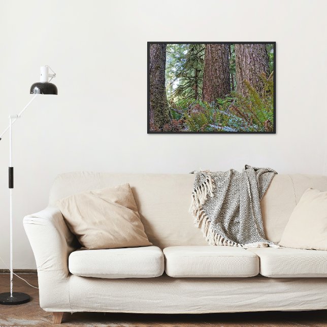 Foto Douglas Fir Conifer Forest (In Situ Framed)