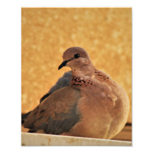 Foto Dove Elegance