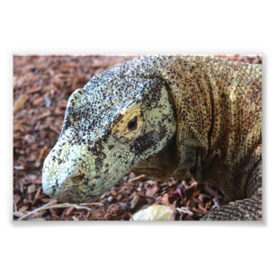 Foto Dragão de Komodo