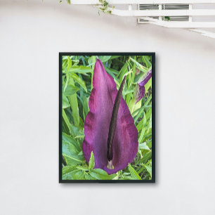 Foto Dragão Roxo Blooming Lily Floral
