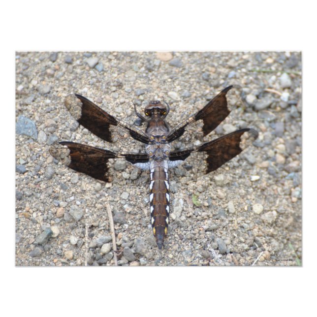 Foto Dragonfly 24X18 - Uma cauda branca comum (Frente)
