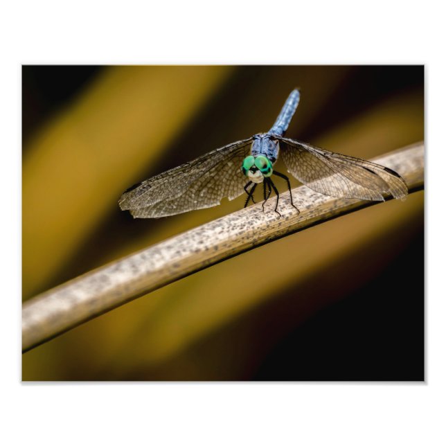 Foto Dragonfly 8379-2-Azul (Frente)
