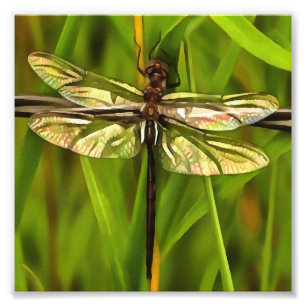 Foto Dragonfly Artística Em Castanho E Amarelo Em Verd