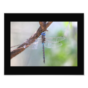 Foto Dragonfly Darner de olhos azuis