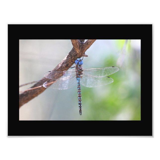 Foto Dragonfly Darner de olhos azuis (Frente)