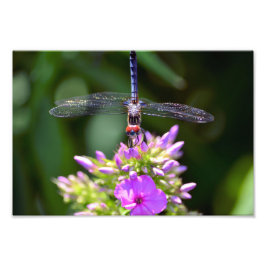 Foto Dragonfly e Davids Lavanda Phlox